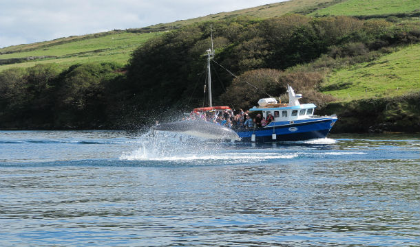 Buy the perfect for any ocassion with a family pass for a boat trip to see Fungie The Dingle Dolphin, Kerry
